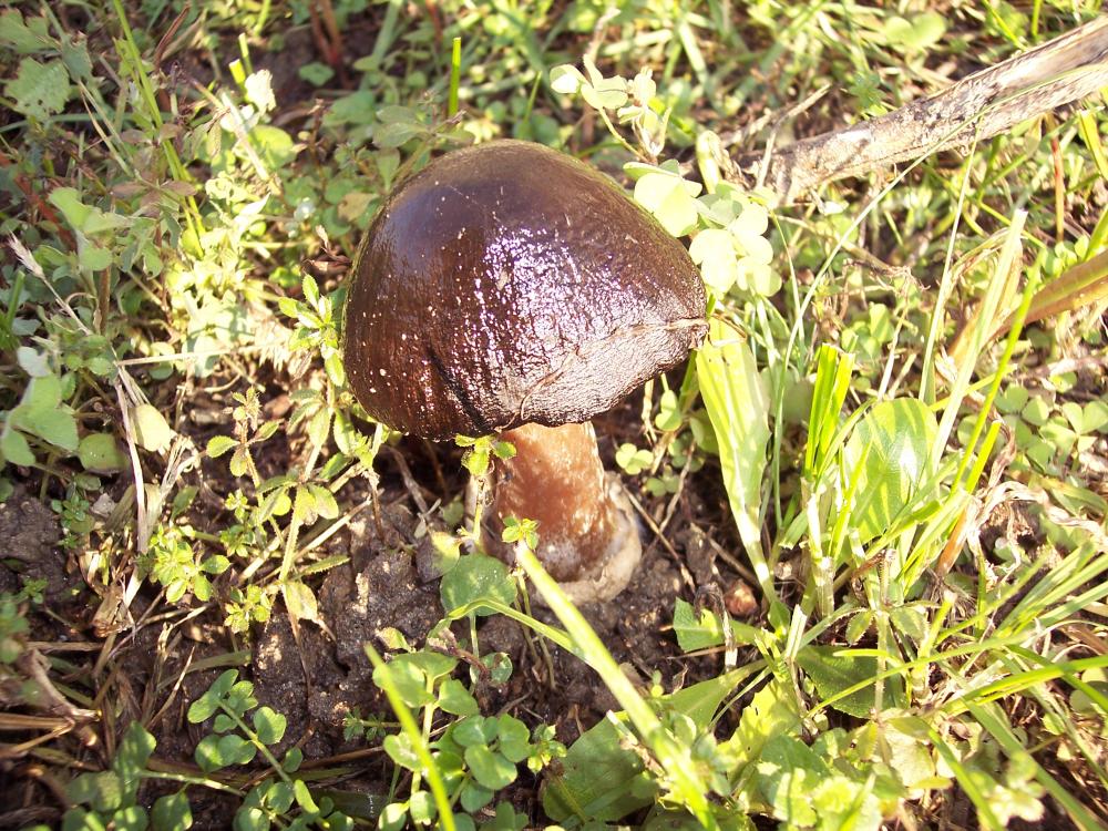 Volvaria da confermare